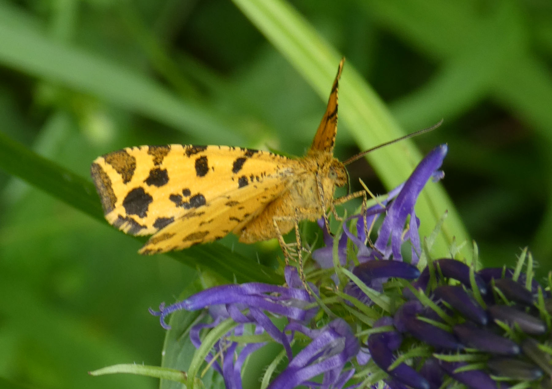 farfalla da identificare